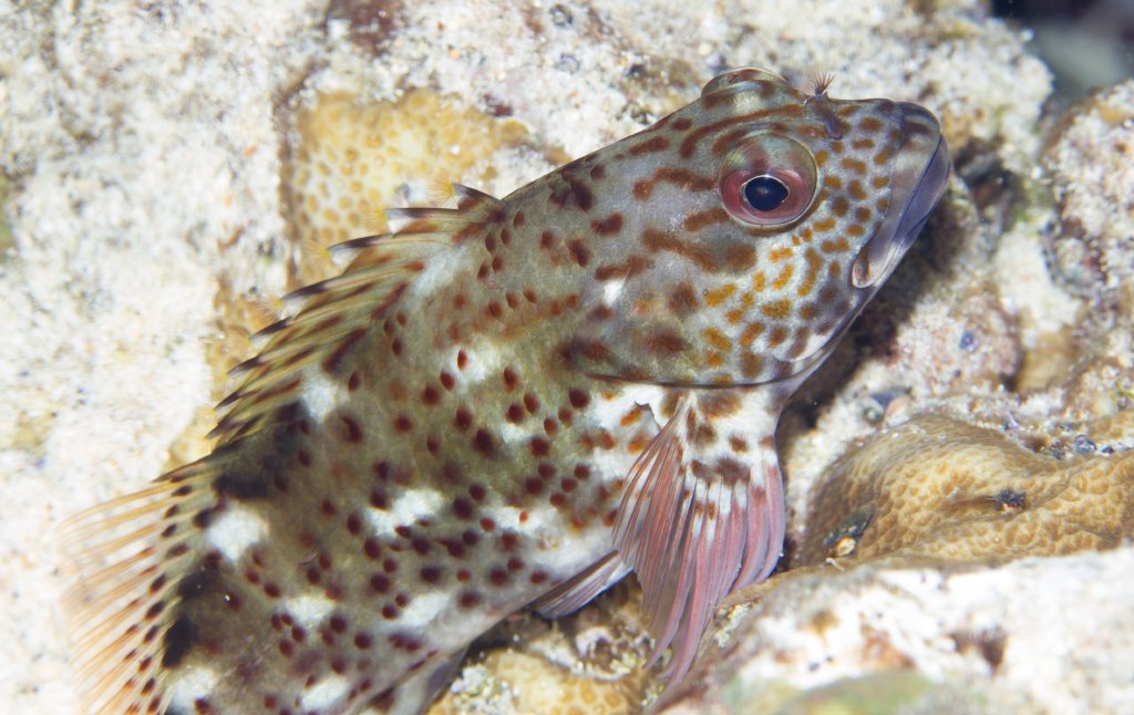 Whitespotted Hawkfish