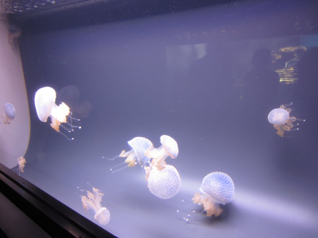 Whitespotted Jellies
