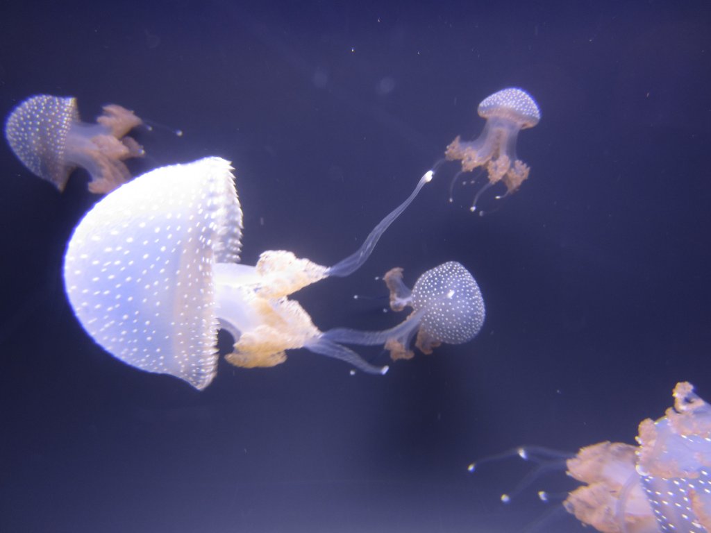 Whitespotted Jellies