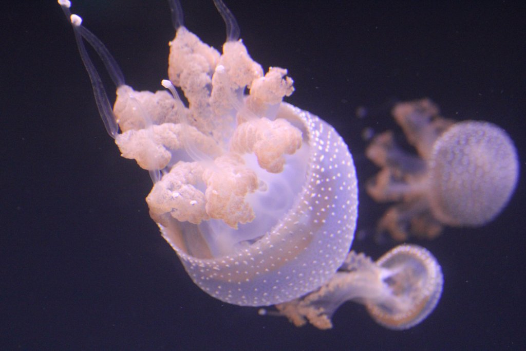 Whitespotted Jellies