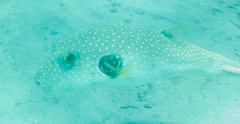 Whitespotted Puffer (Arothron hispidus)