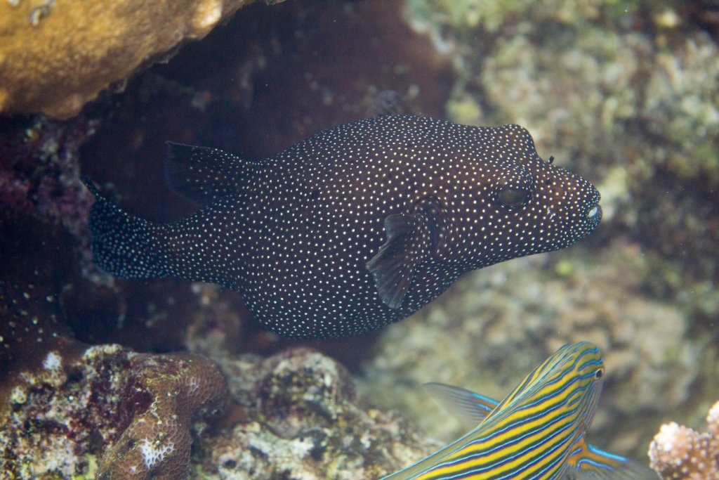 Whitespotted Puffer