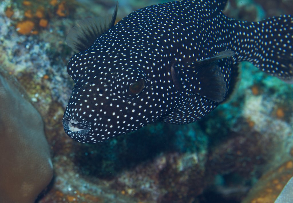 Whitespotted Puffer