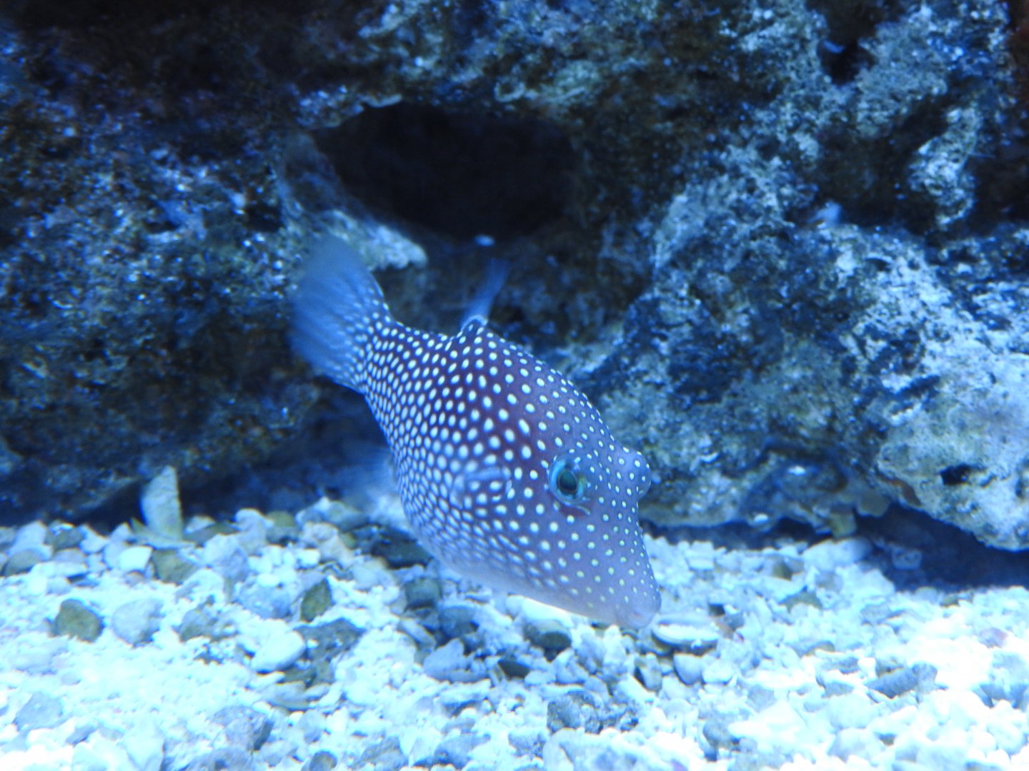 Whitespotted Puffer