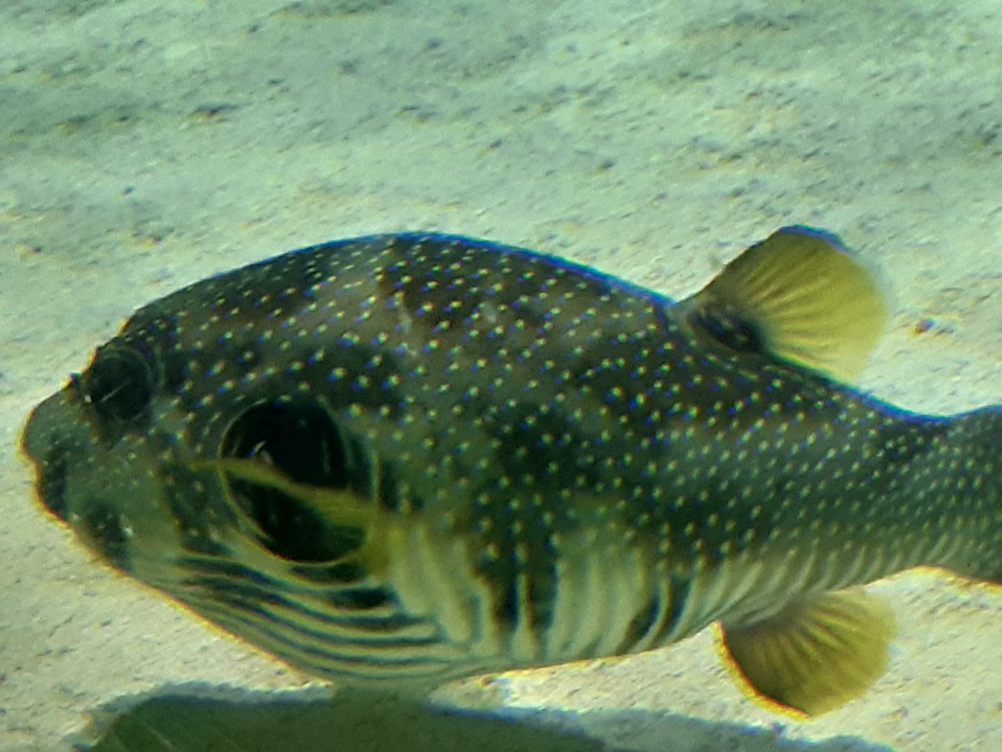 Whitespotted Pufferfish