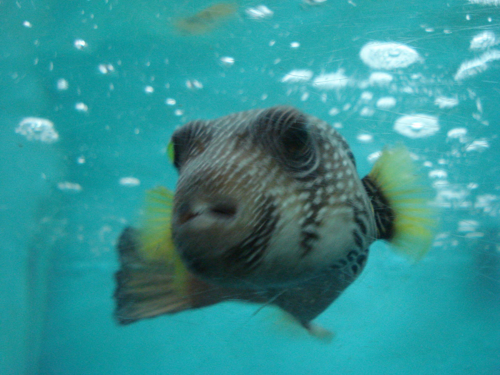 Whitespotted pufferfish