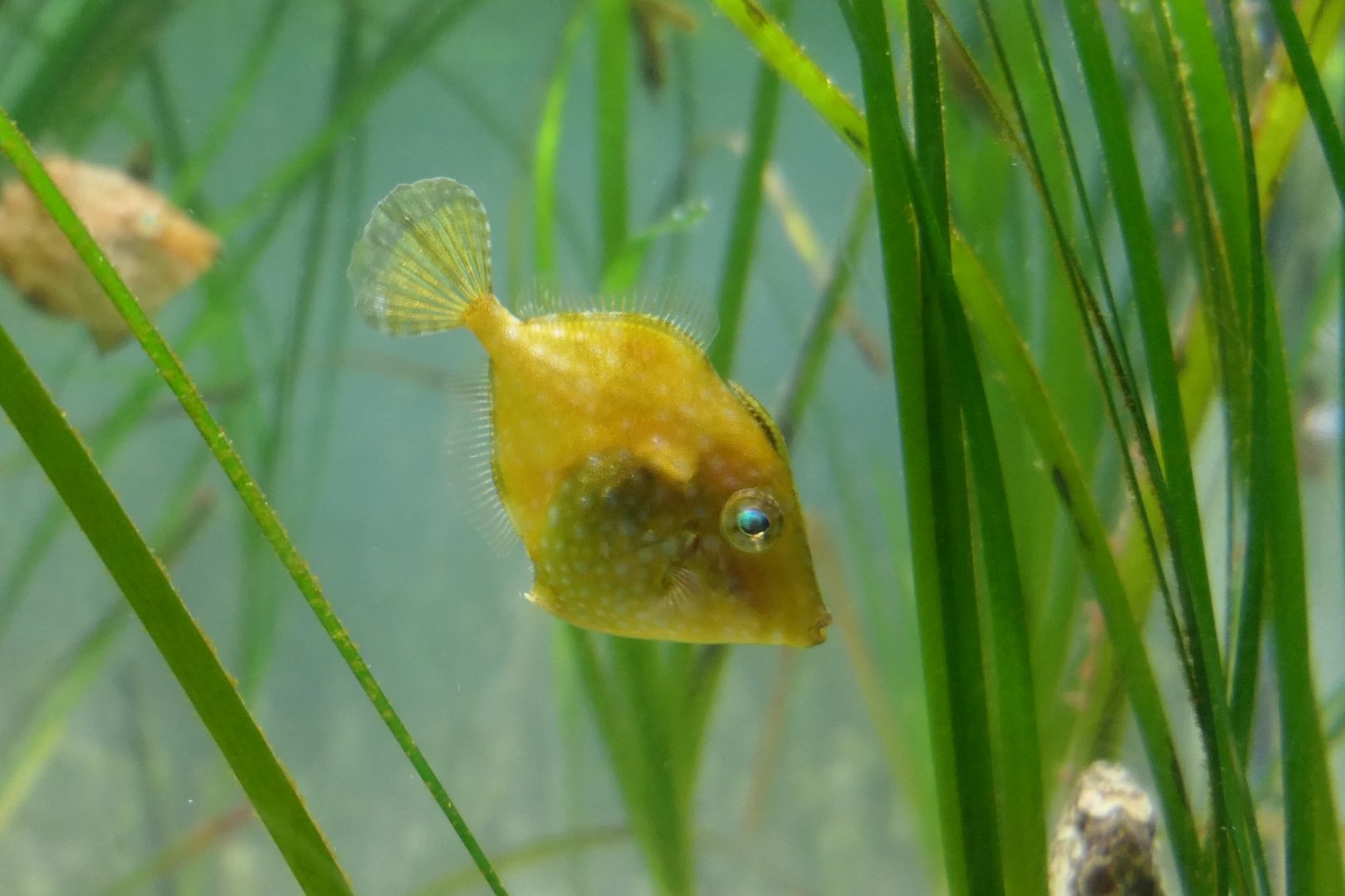 Whitespotted Pygmy Filefish (Rudarius ercodes) - Uozu Aquarium