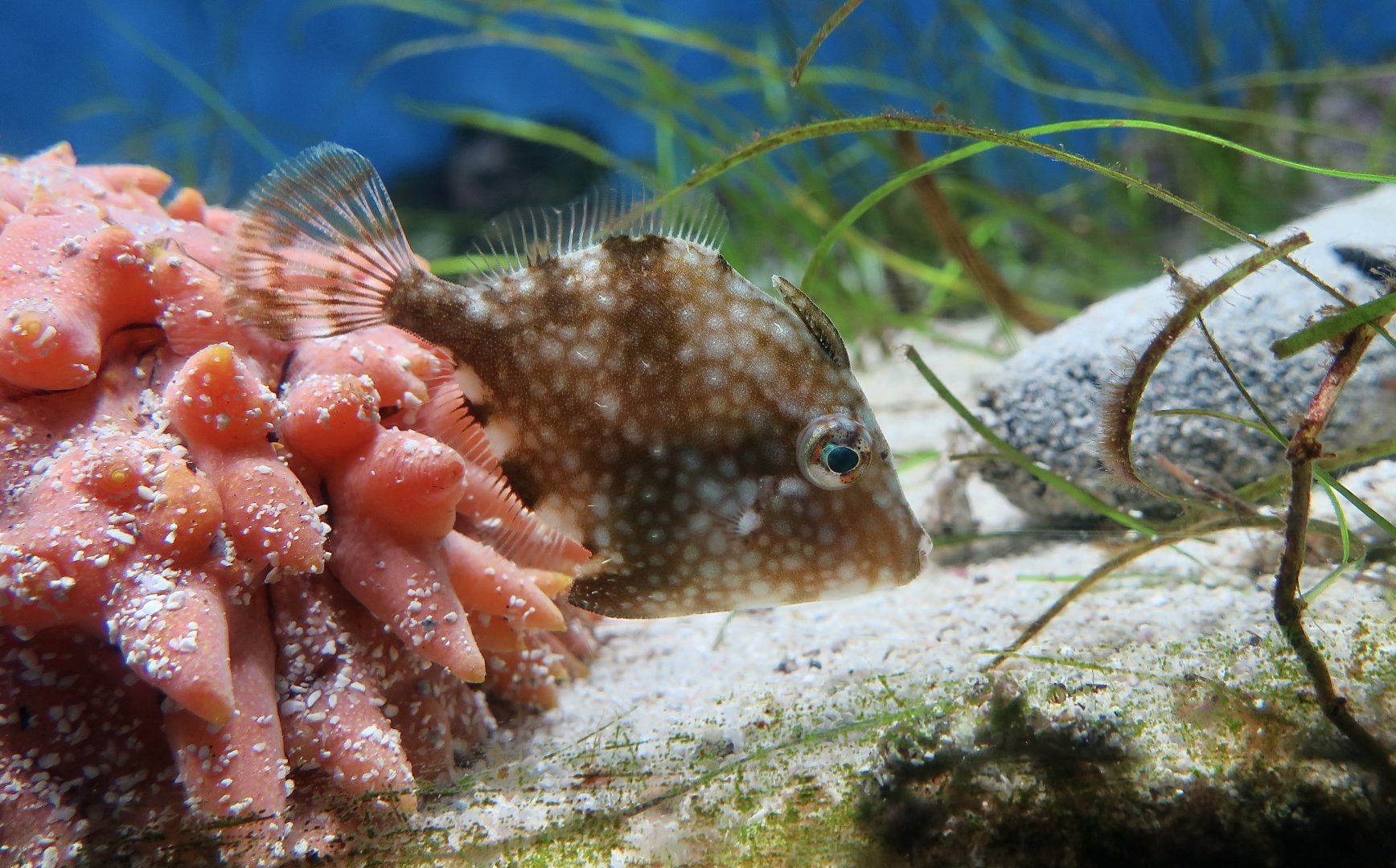 Whitespotted Pygmy Filefish (Rudarius ercodes) - Xpark