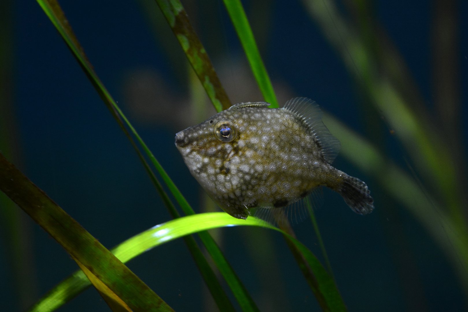 Whitespotted pygmy filefish (Rudarius ercodes)