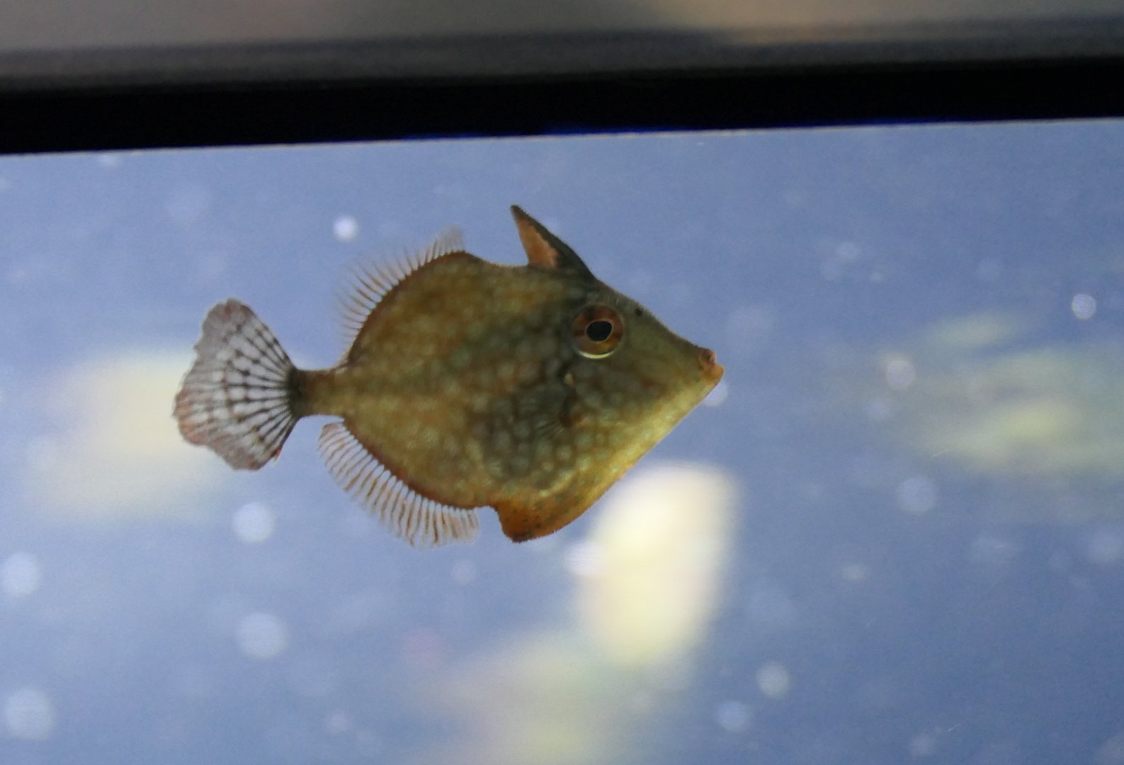 Whitespotted Pygmy Filefish (Rudarius ercodes)