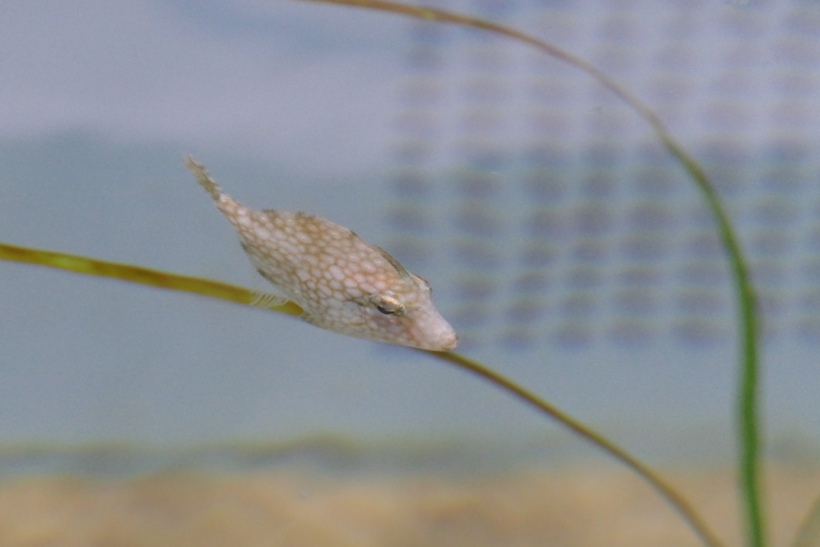 Whitespotted Pygmy Filefish (Rudarius ercodes)