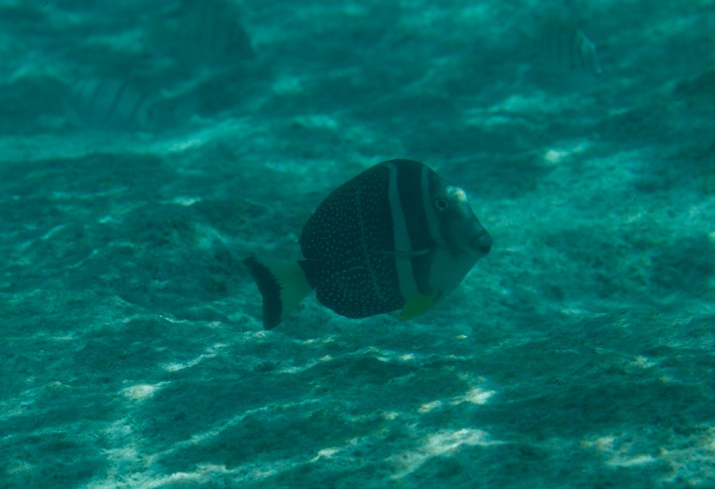 Whitespotted Surgeonfish (Acanthurus guttatus)