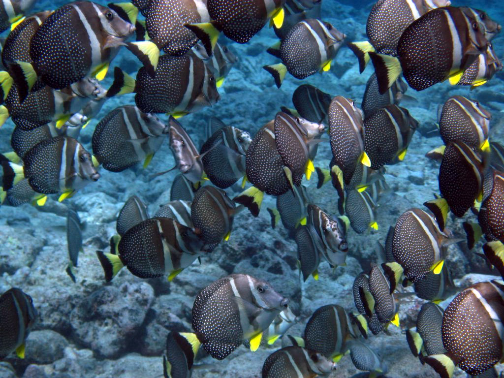 Whitespotted Surgeonfish