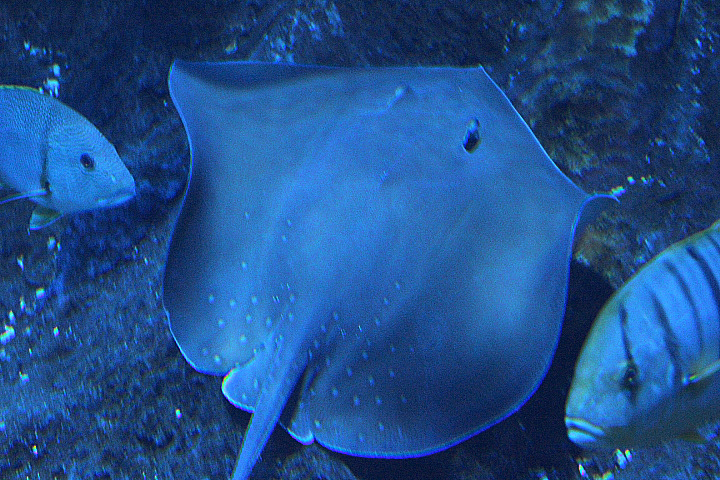 Whitespotted whipray (Maculabatis gerrardi) - BXSea