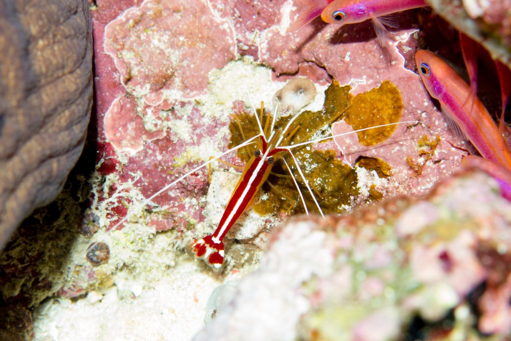 Whitestriped Cleaner Shrimp