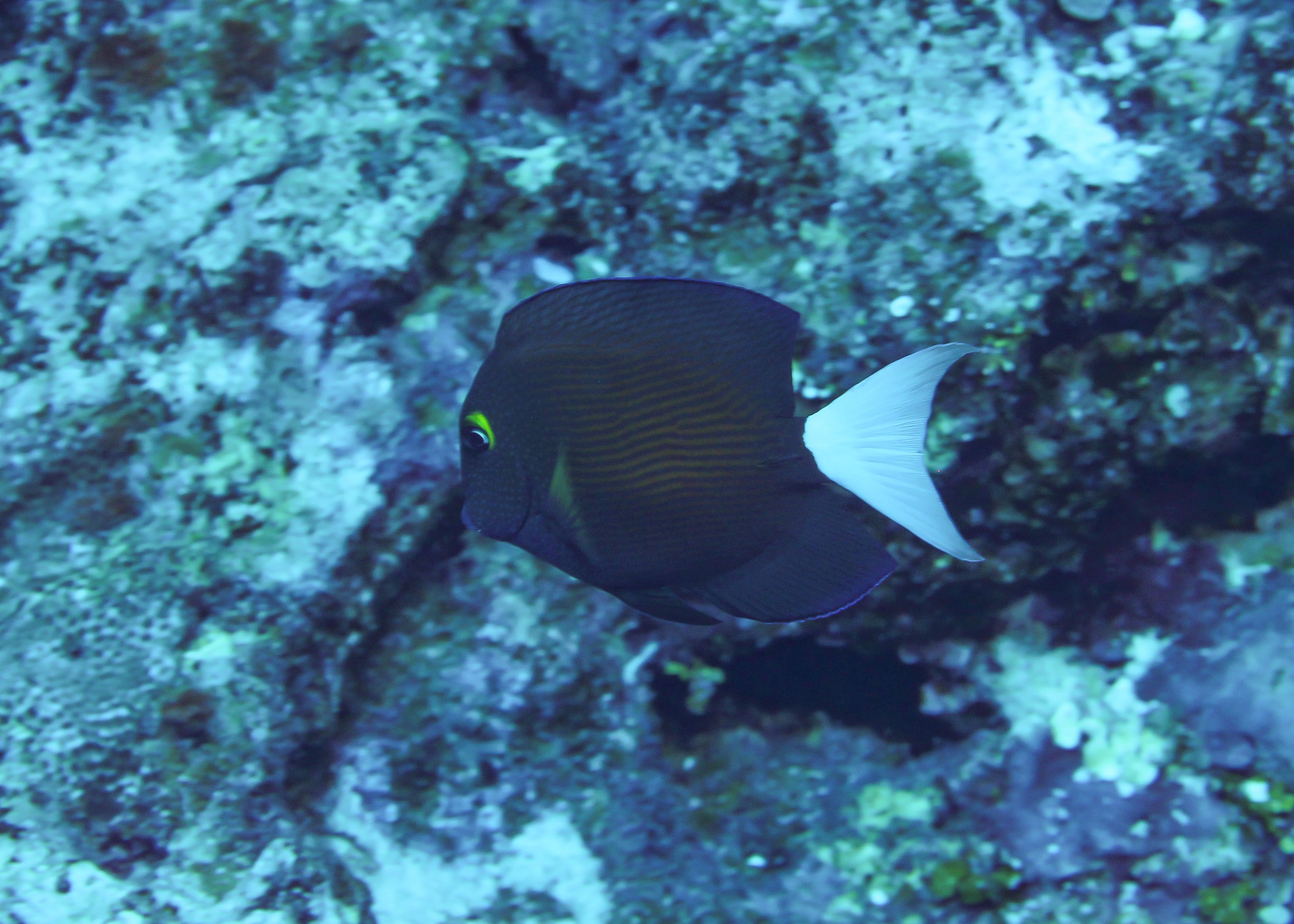 Whitetail Bristletooth (Ctenochaetus flavicauda)