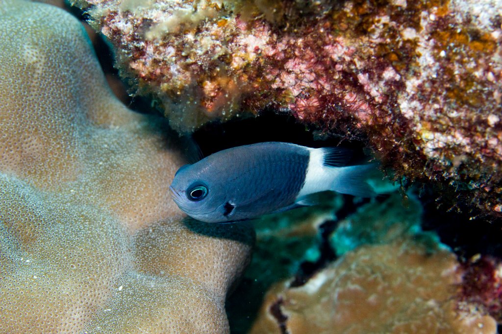 Whitetail Chromis