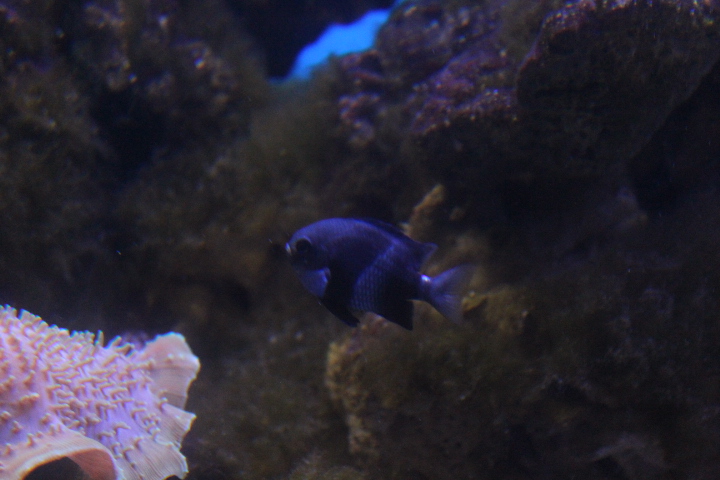 Whitetail dascyllus (Dascyllus aruanus)