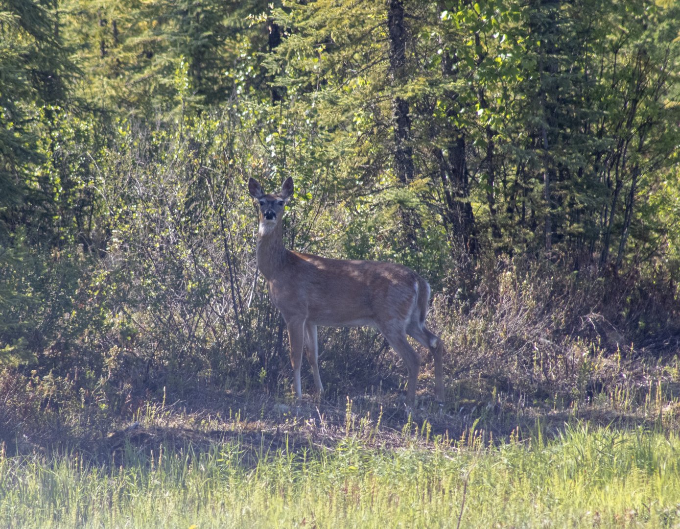 Whitetail Deer - British Columbia