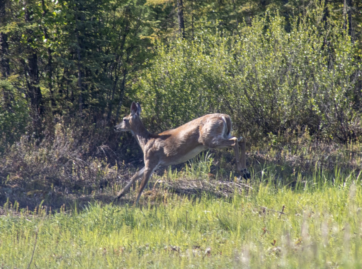 Whitetail Deer - British Columbia