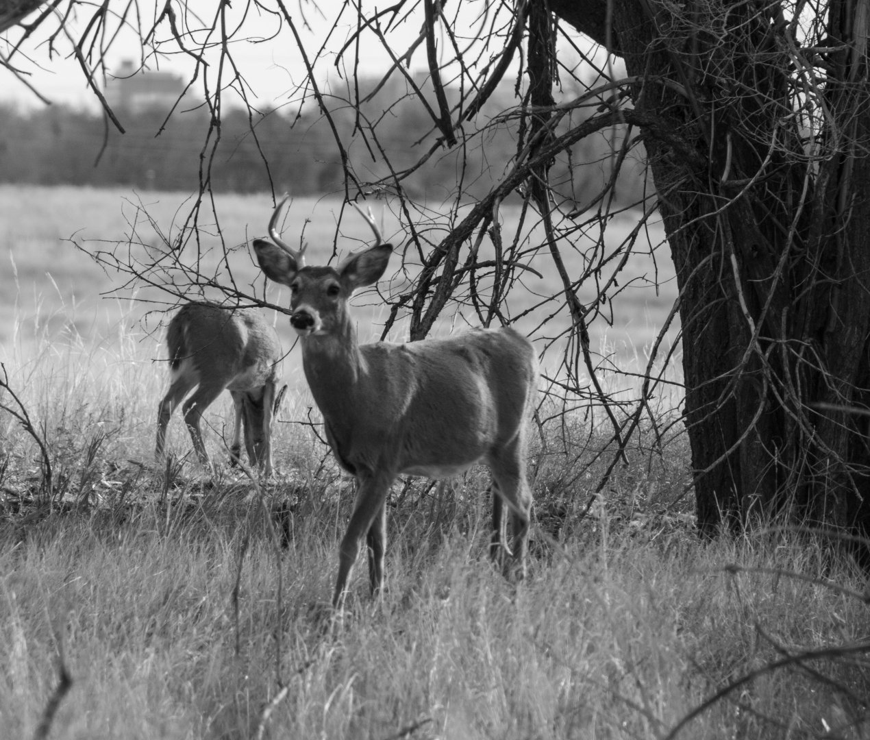 Whitetail Deer - Colorado