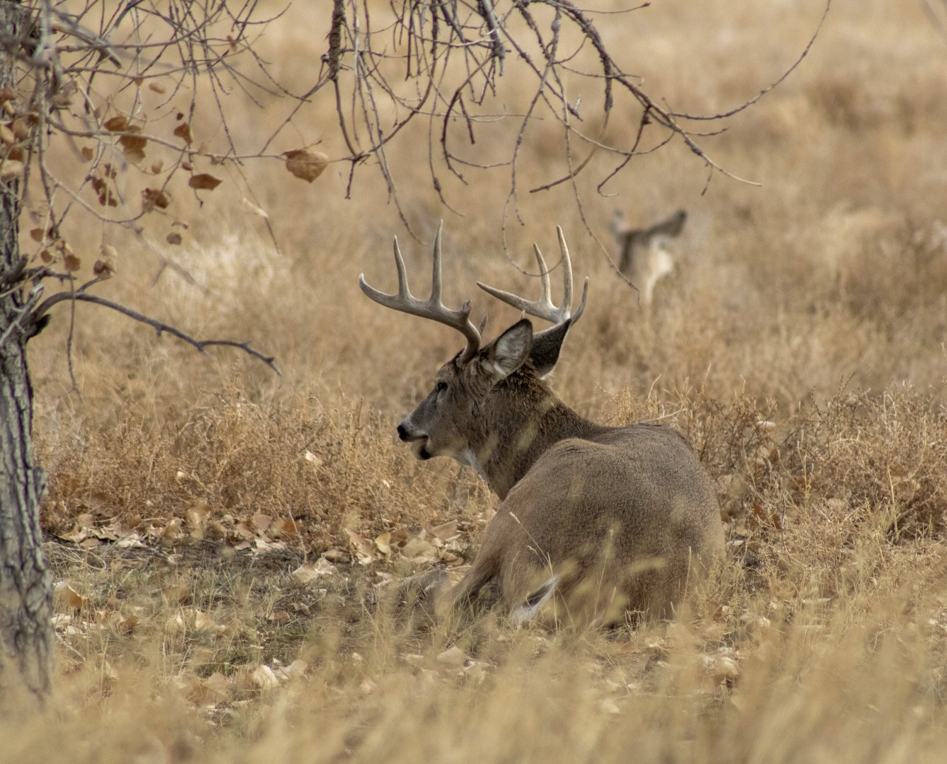 Whitetail Deer - Colorado