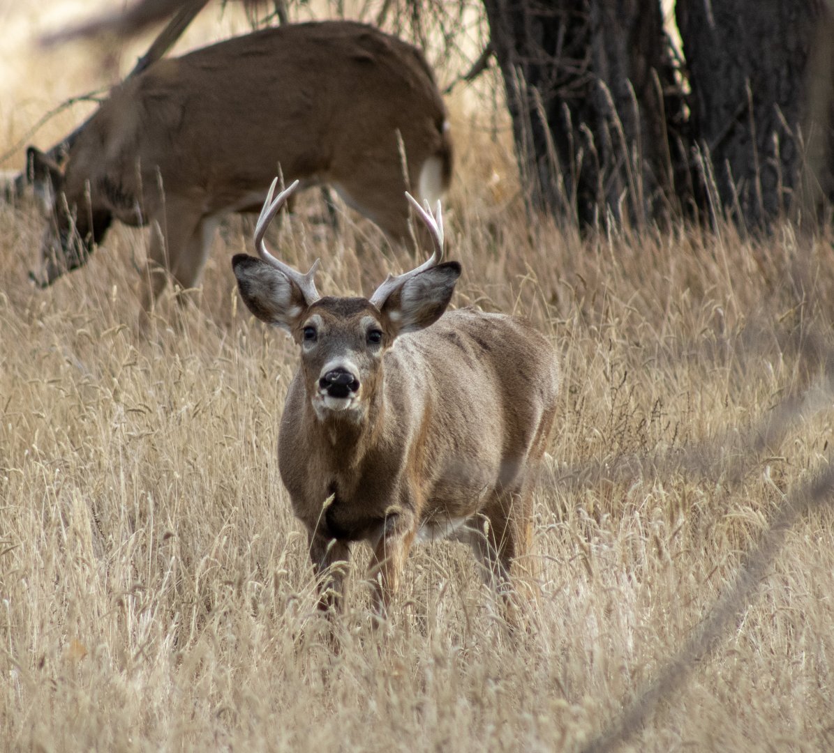 Whitetail Deer - Colorado
