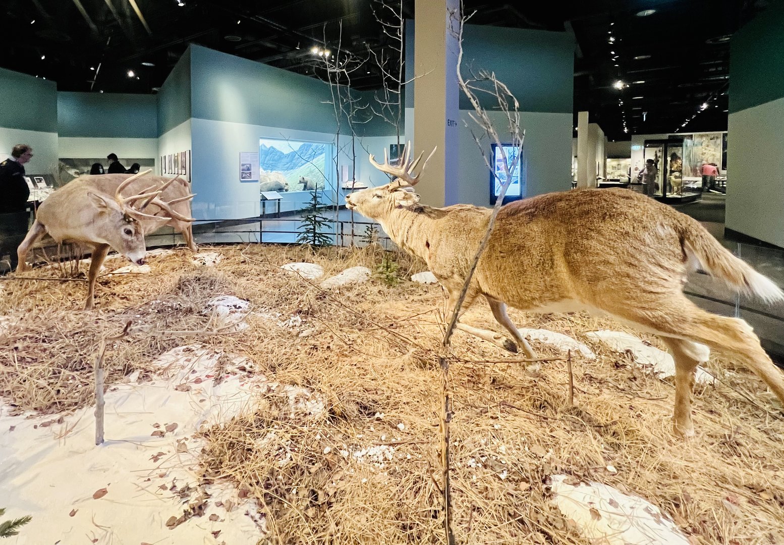 Whitetail Deer Display