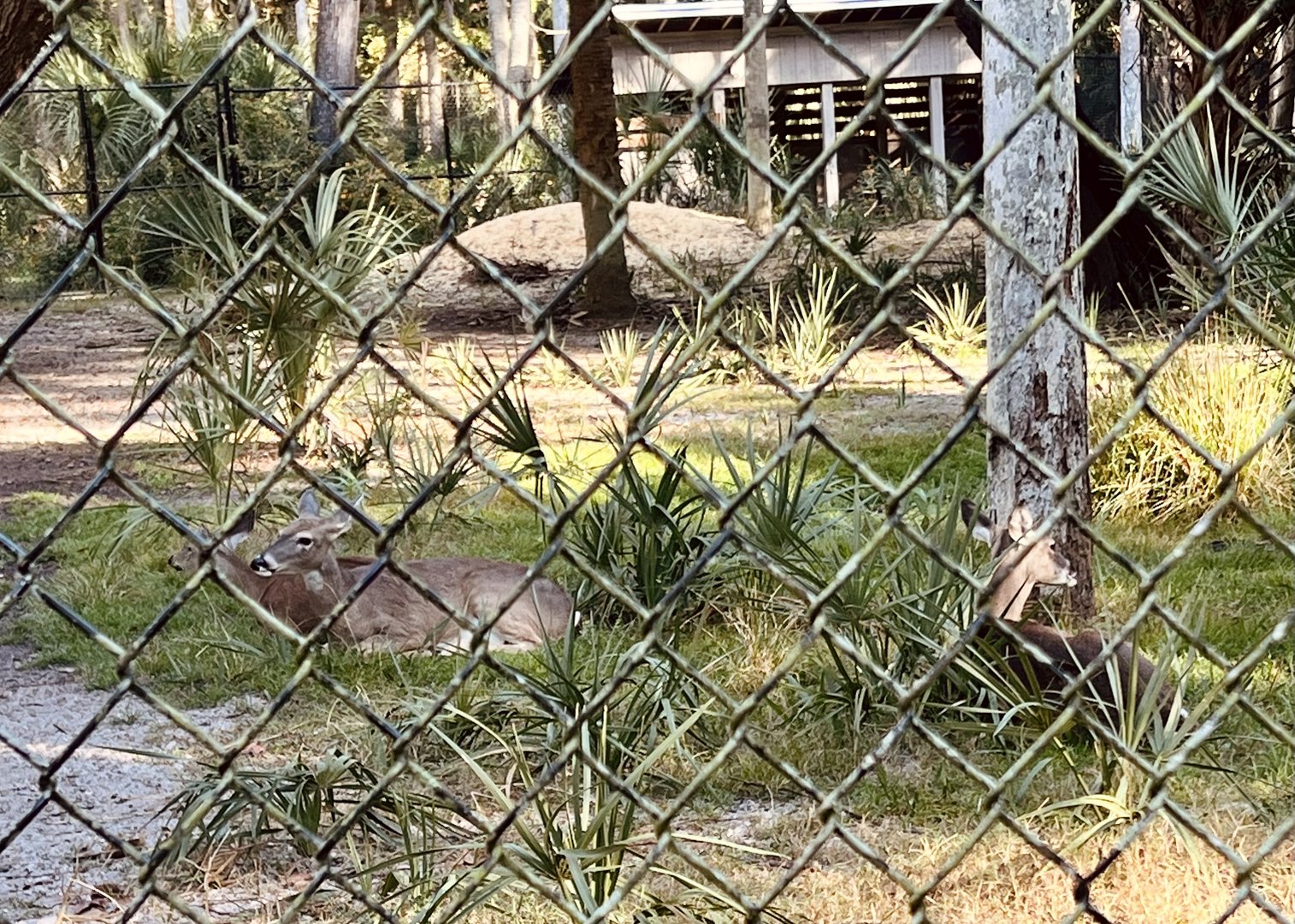 Whitetail Deer Exhibit