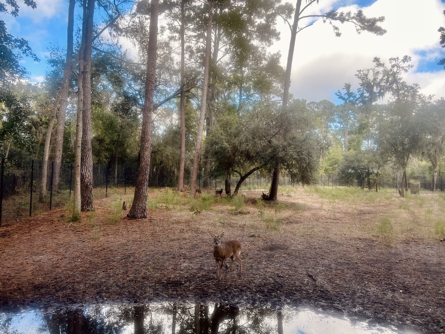 Whitetail Deer Exhibit