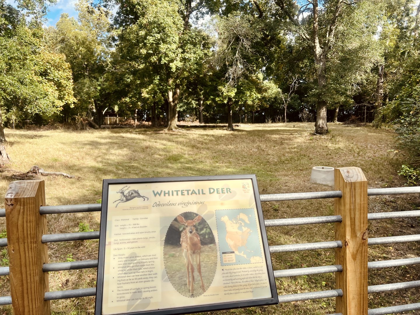 Whitetail Deer Exhibit