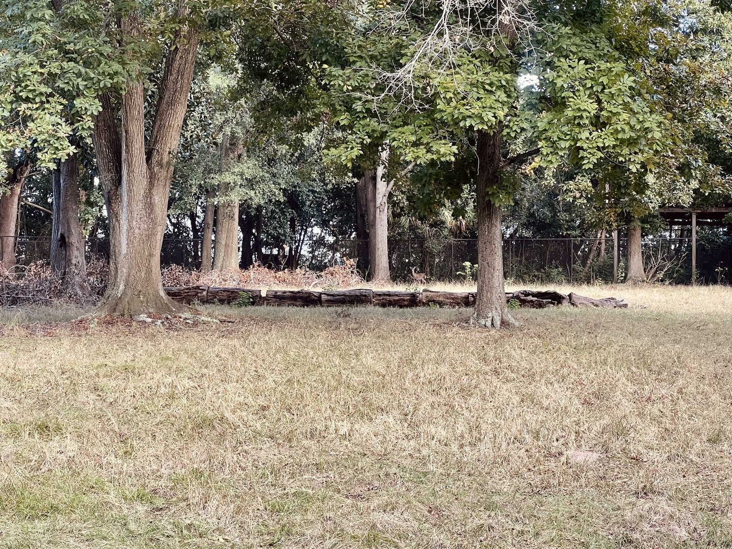 Whitetail Deer Exhibit