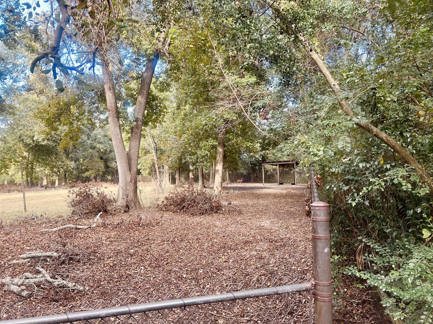 Whitetail Deer Exhibit