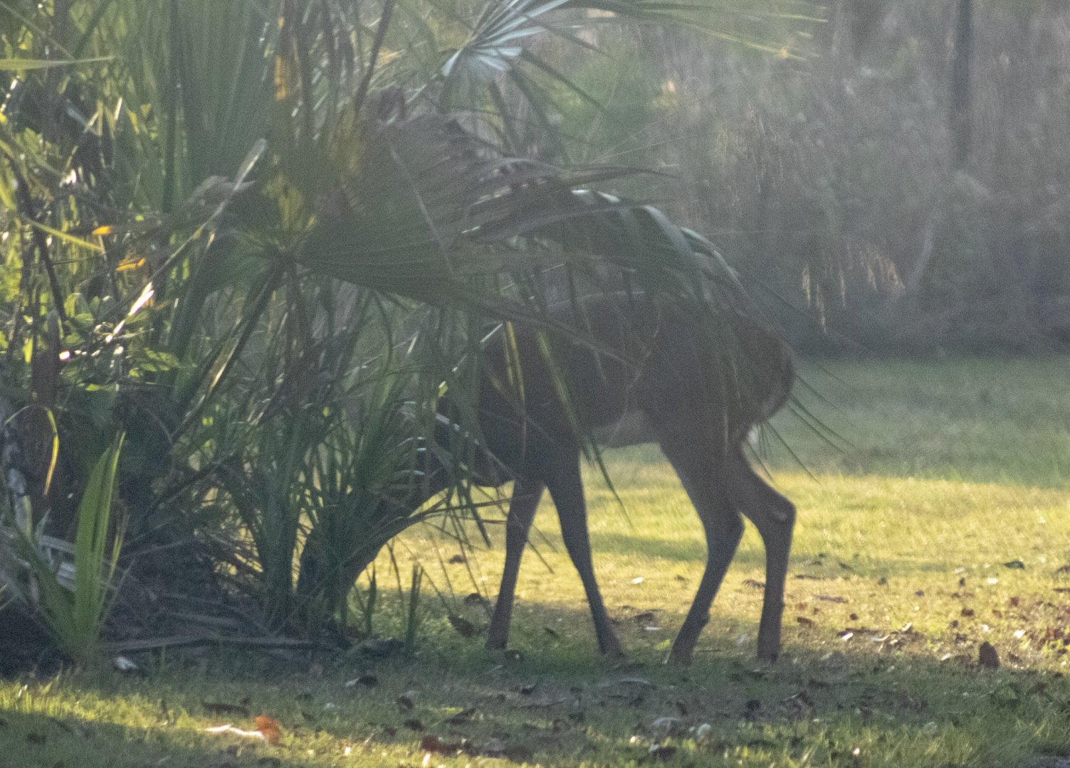 Whitetail Deer - Florida