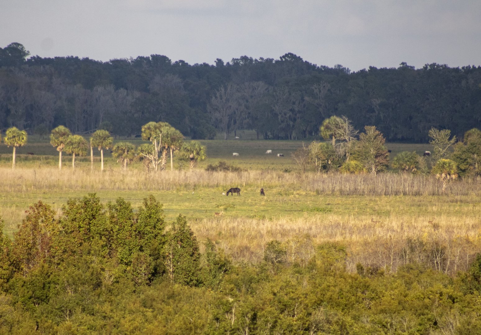 Whitetail Deer, Horse, and Cattle - Paynes Prairie Preserve - Florida