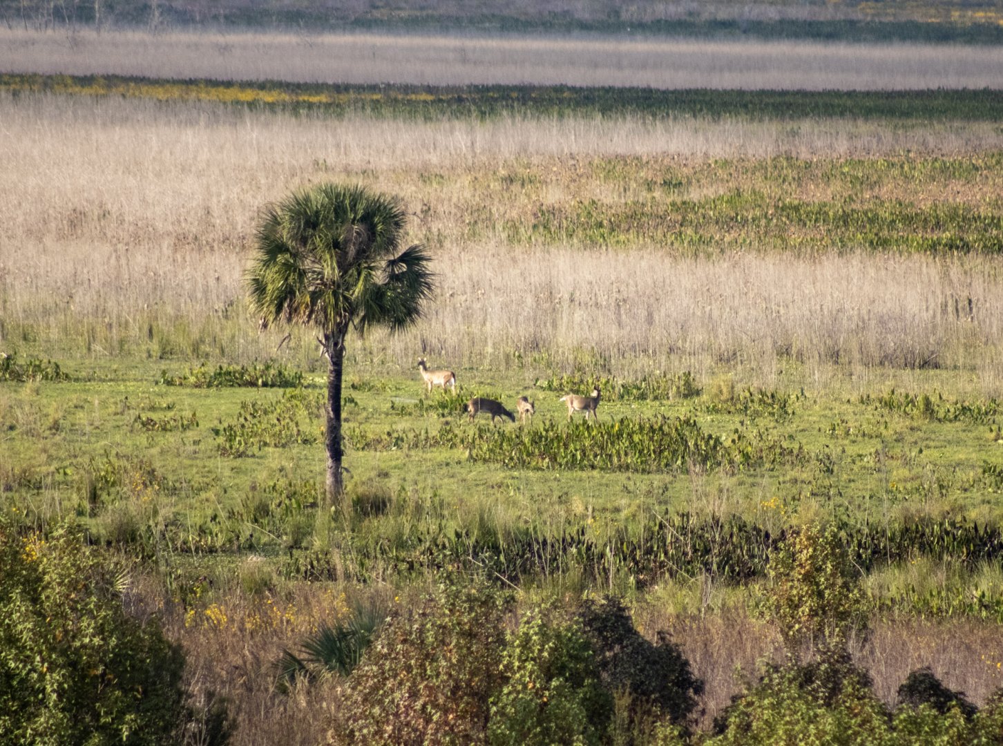 Whitetail Deer - Paynes Prarie Preserve - Florida