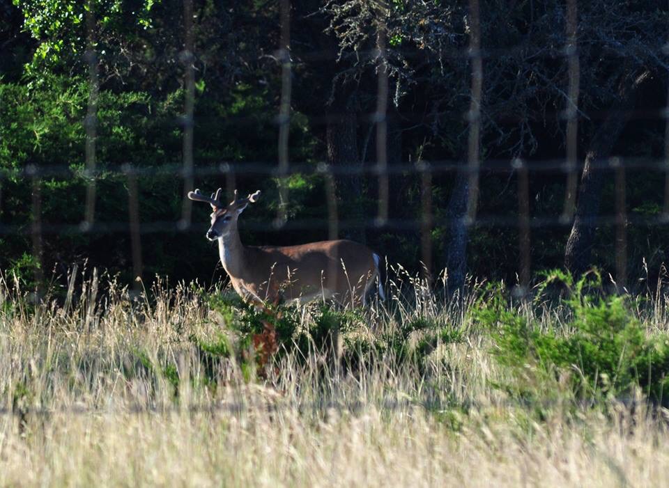 Whitetail Deer - Texas