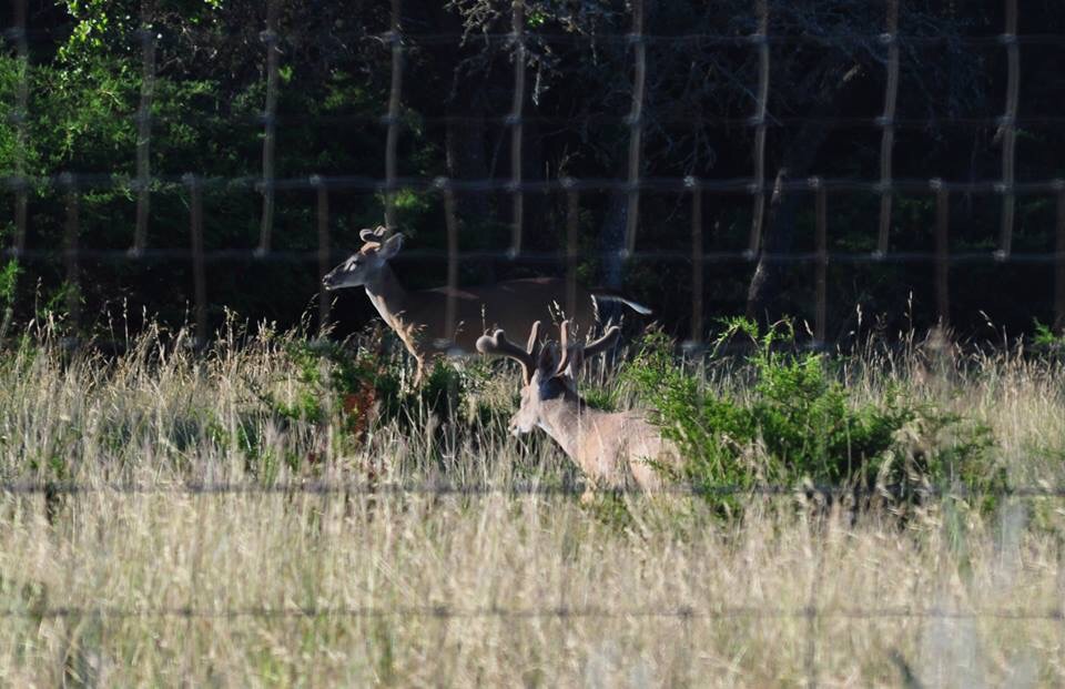 Whitetail Deer - Texas