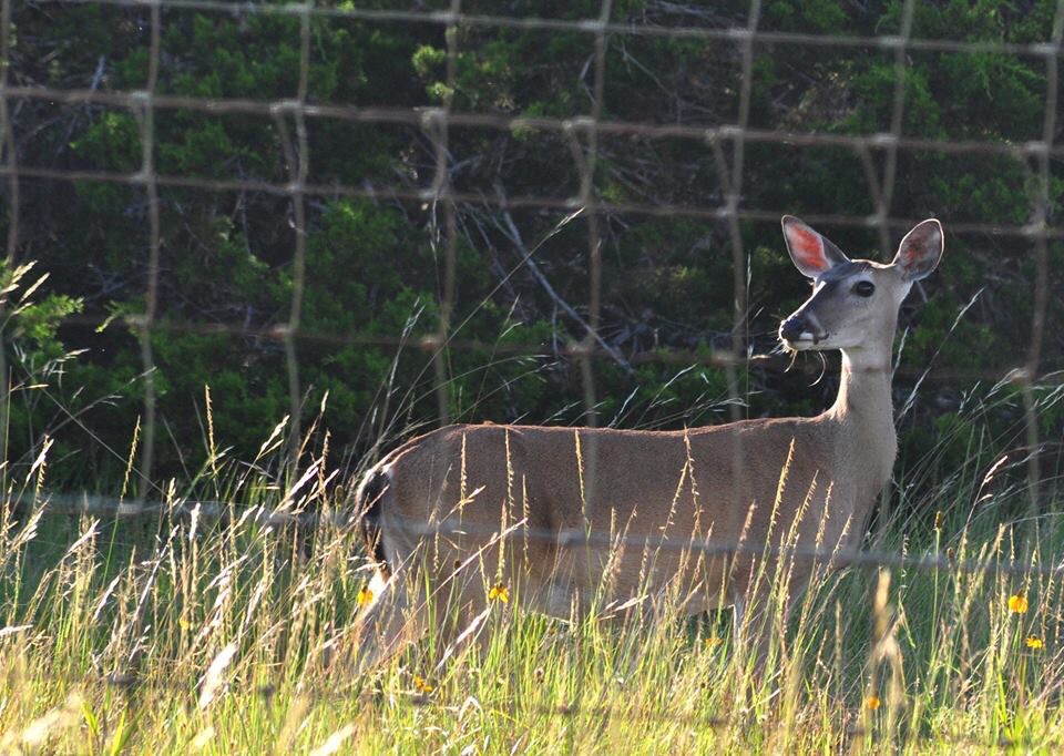 Whitetail Deer - Texas