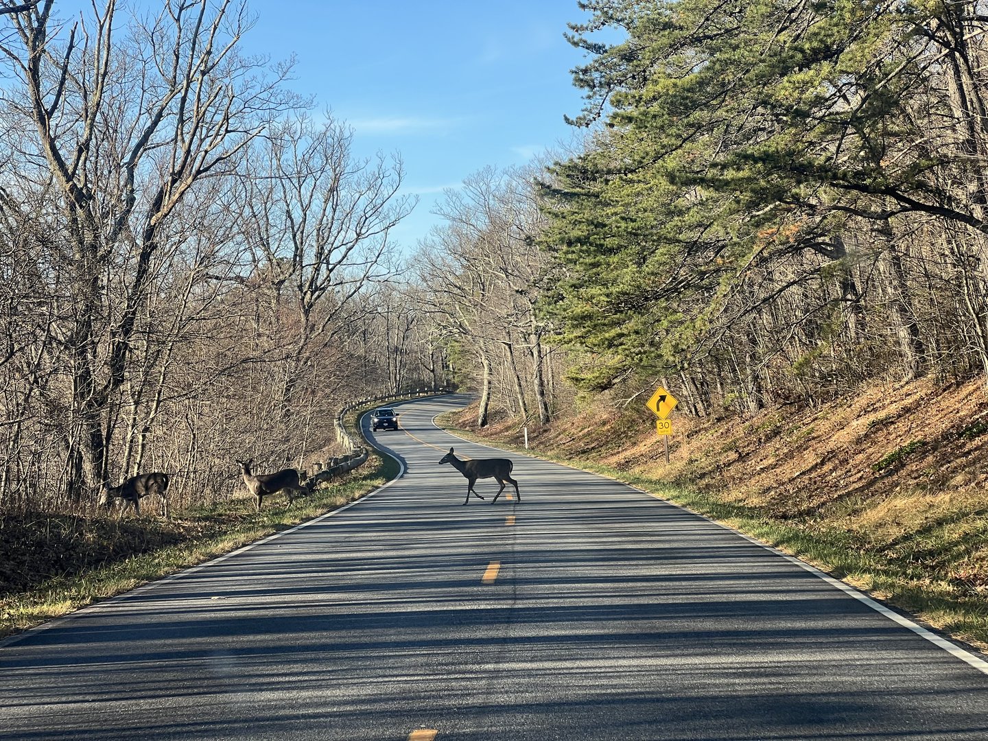 Whitetail Deer - Virginia