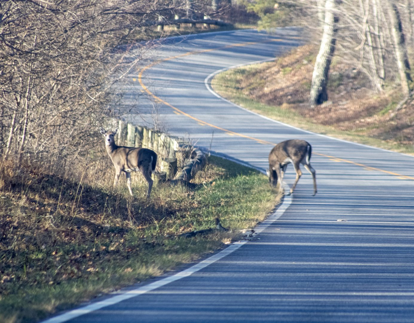 Whitetail Deer - Virginia