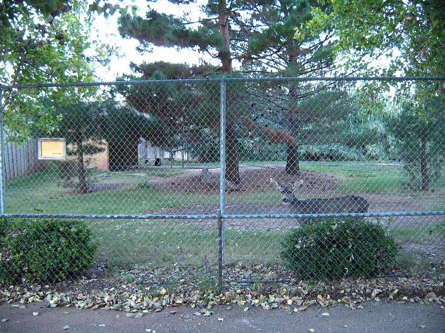 Whitetail Deer - Wild turkey Yard