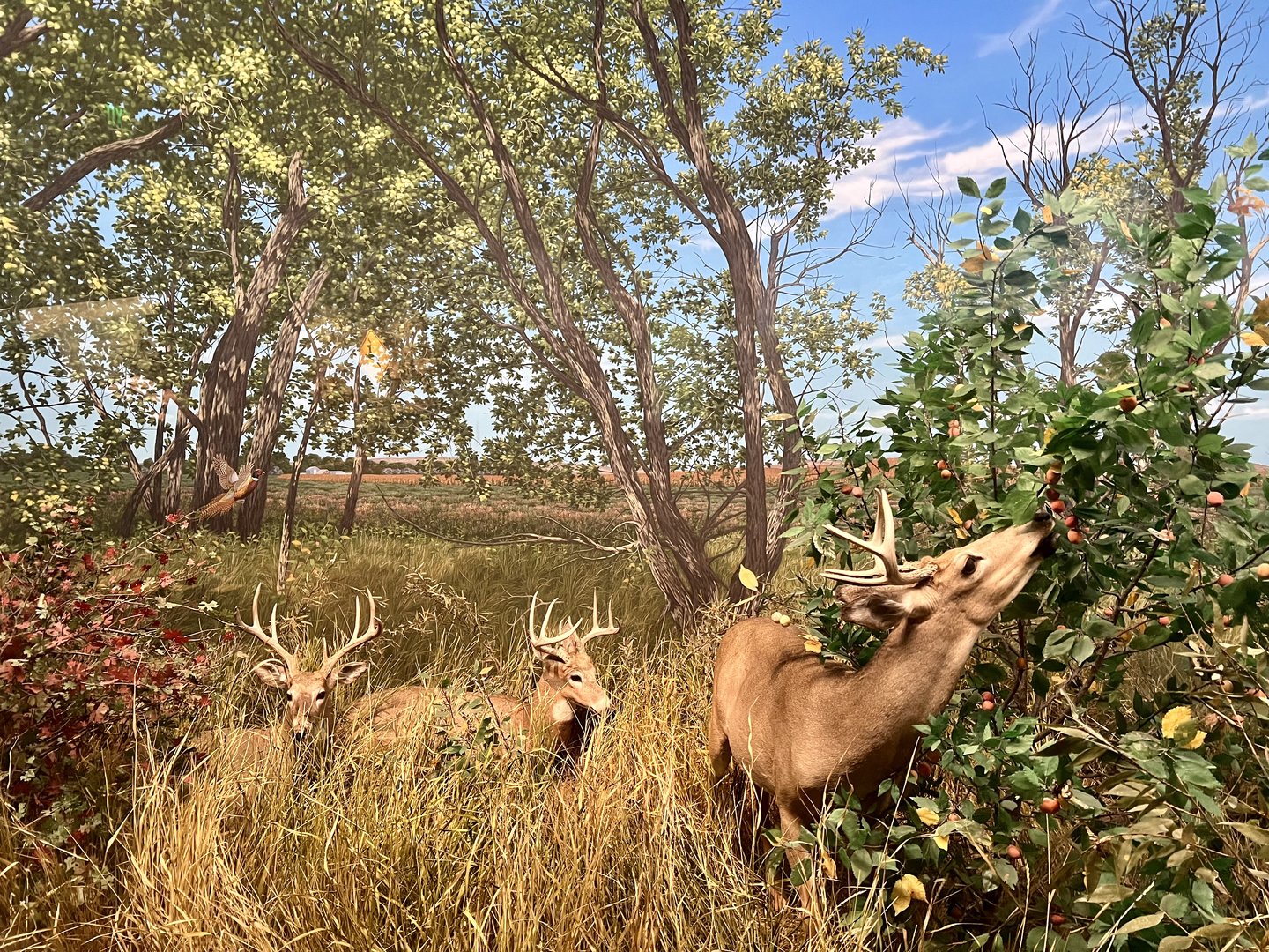 Whitetail Deer