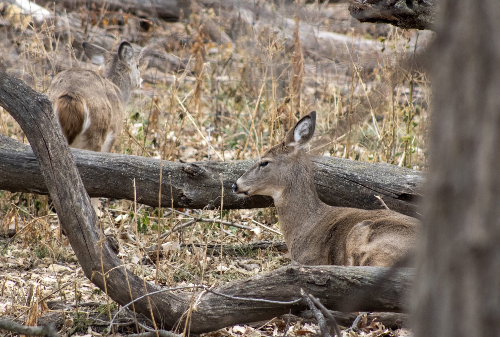Whitetail Deer