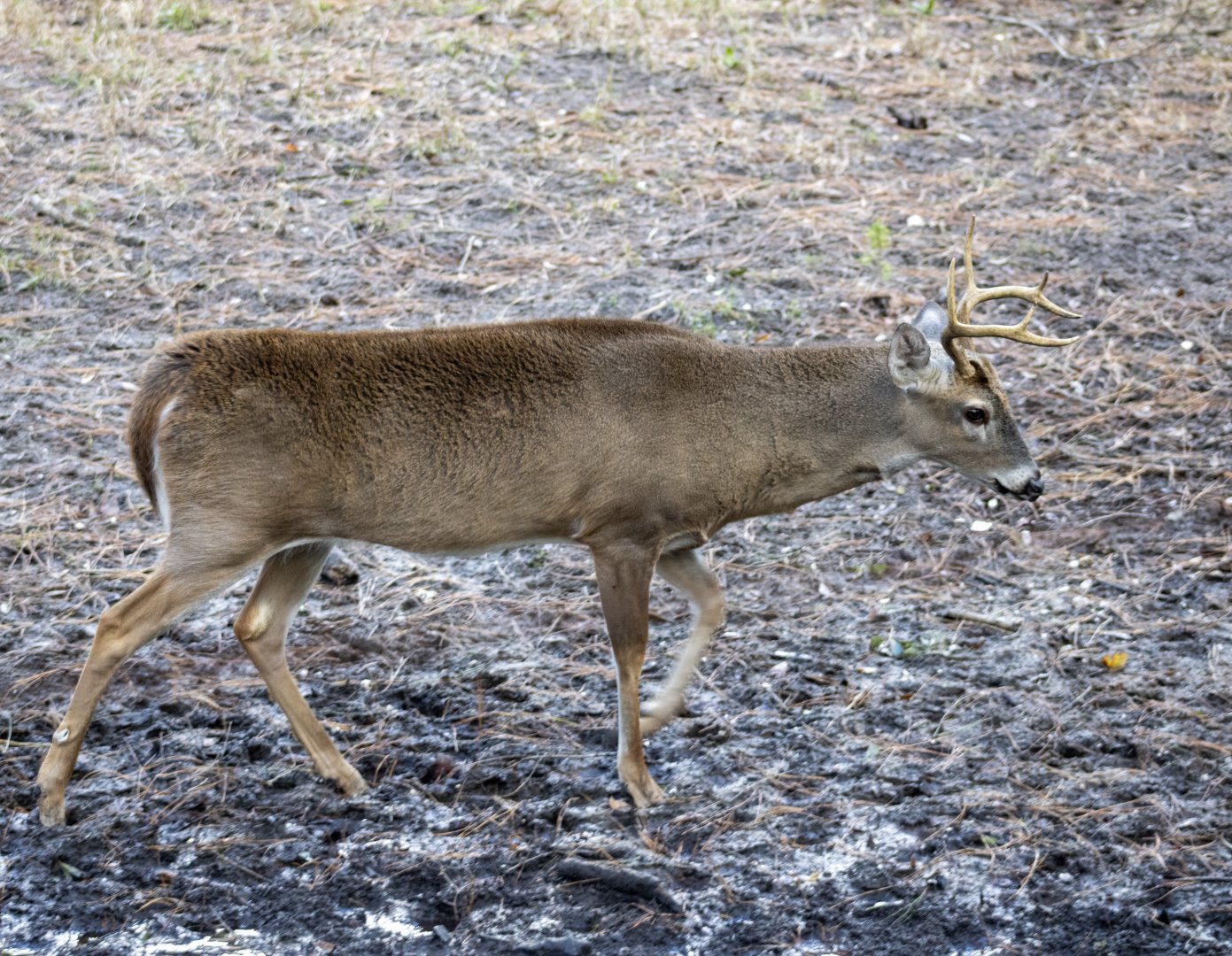 Whitetail Deer