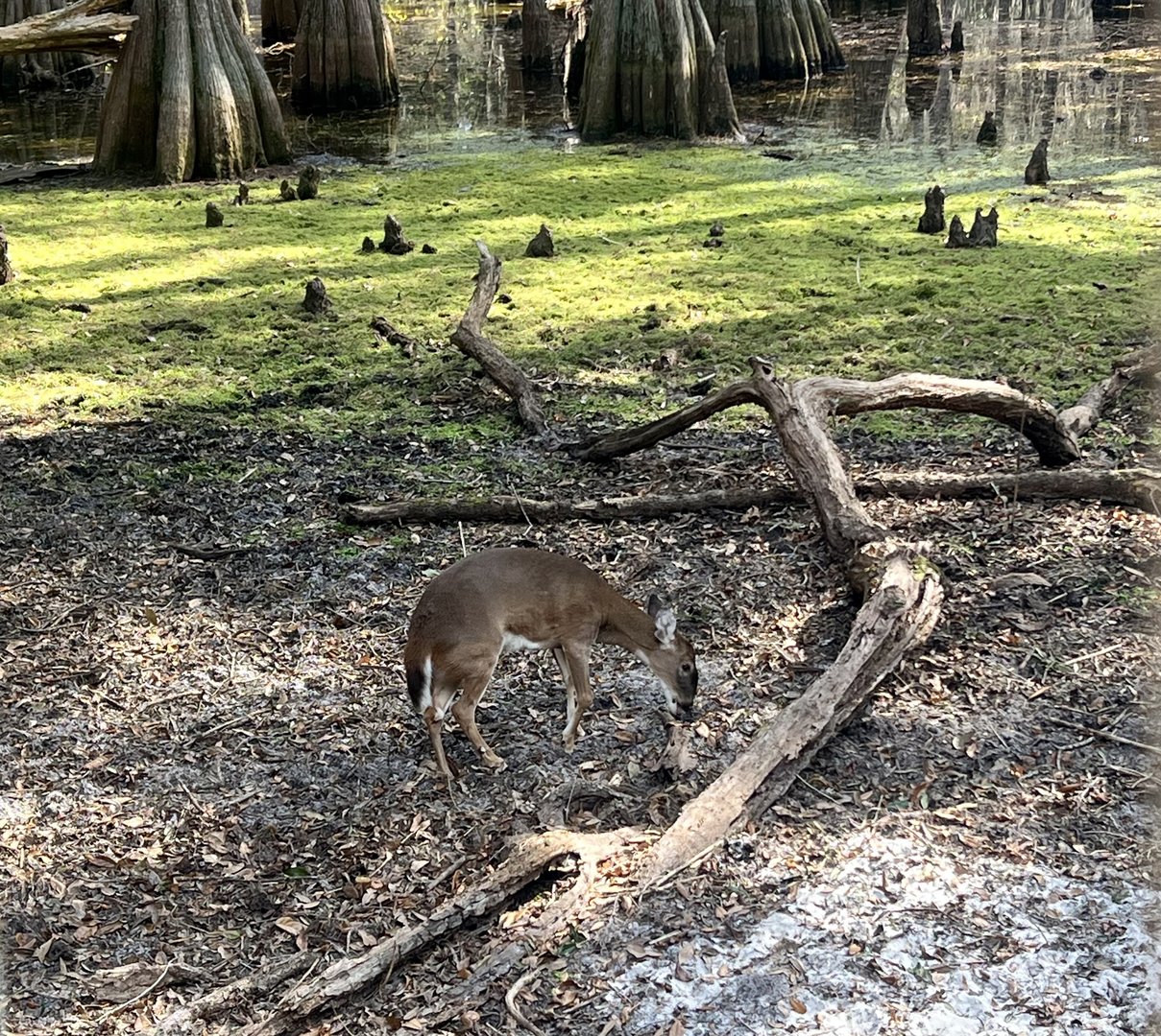 Whitetail (Florida Key?) Deer Exhibit