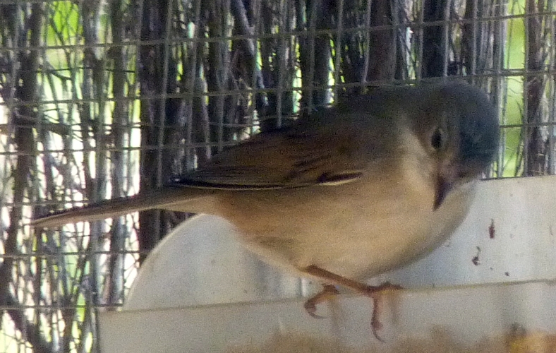 Whitethroat (Sylvia communis)