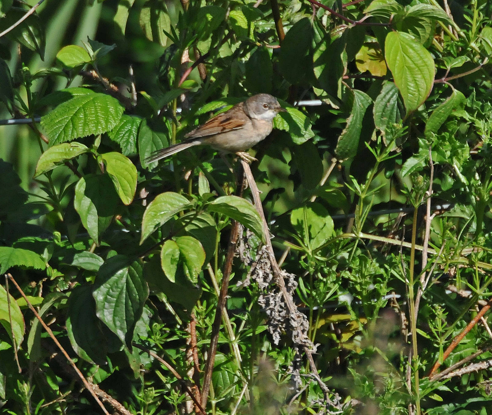 Whitethroat