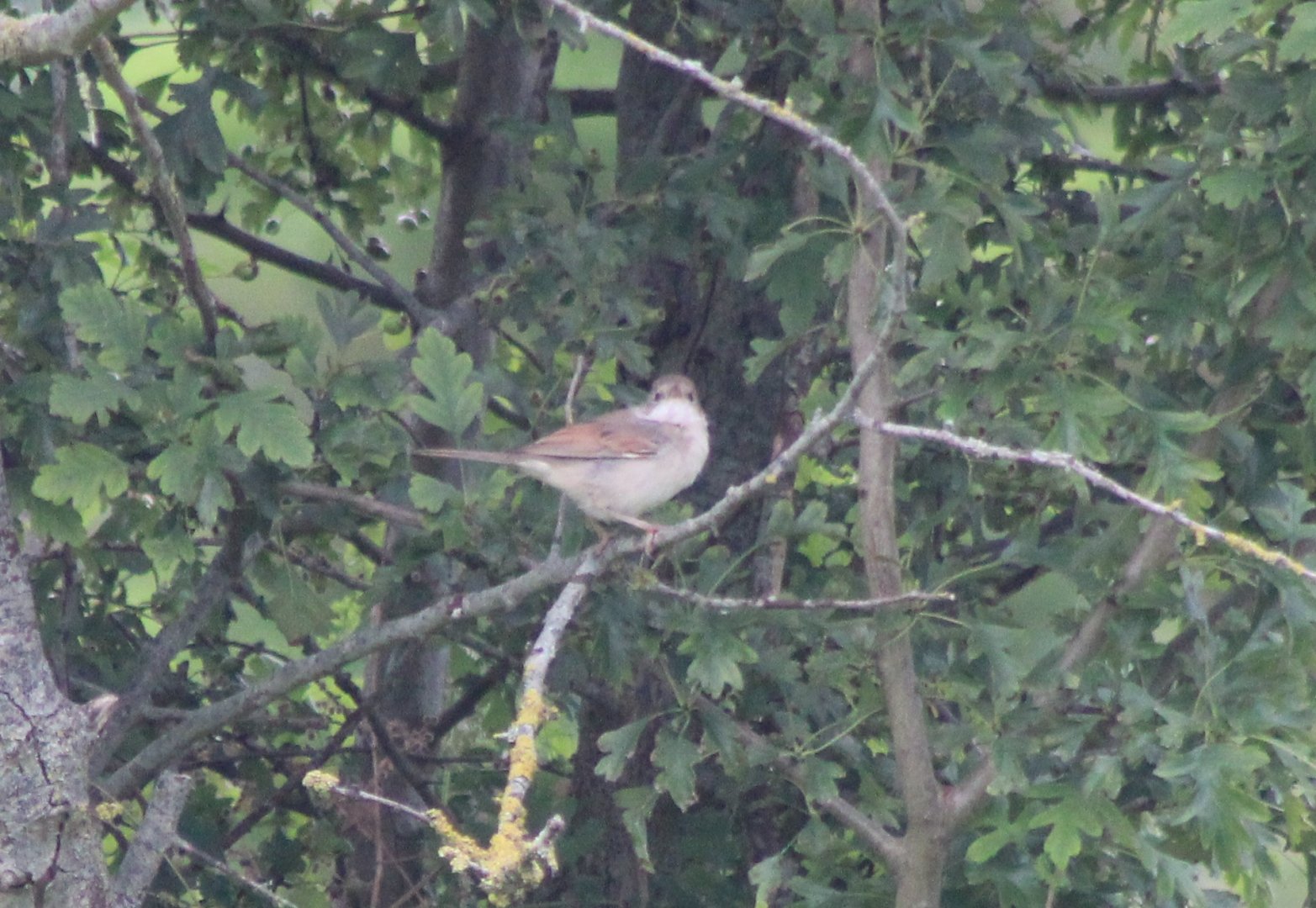 Whitethroat