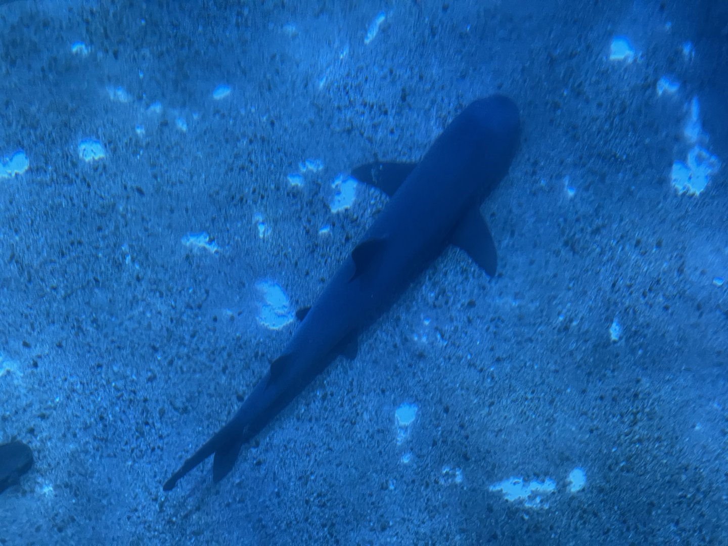 whitetip reed shark (triaenodon obesus) (view from top)